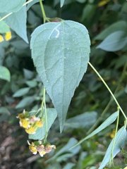 Hymenostephium cordatum