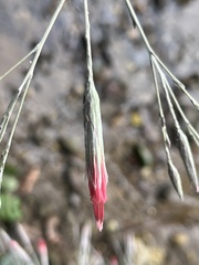 Onoseris onoseroides