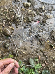 Onoseris onoseroides