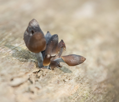 Mycena inclinata