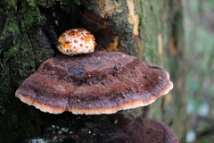 Inonotus munzii