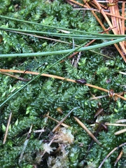 Plagiothecium denticulatum