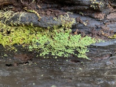 Ptilidium pulcherrimum