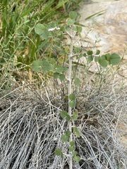 Fraxinus anomala