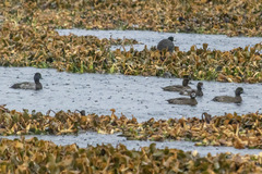 Aythya affinis