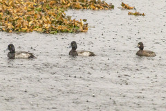 Aythya affinis