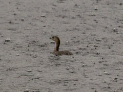 Podilymbus podiceps