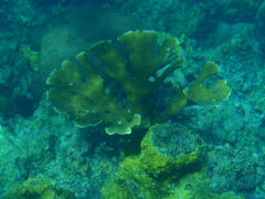 Acropora palmata