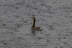 Podilymbus podiceps