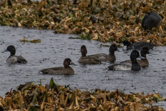 Aythya affinis