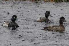 Aythya affinis