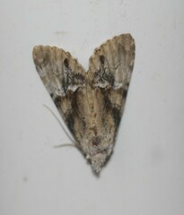 Alophosoma emmelopis