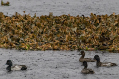 Aythya affinis