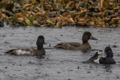 Aythya affinis