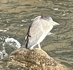 Nycticorax nycticorax