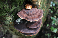 Inonotus munzii