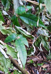 Tetrastigma hemsleyanum