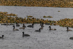 Aythya affinis