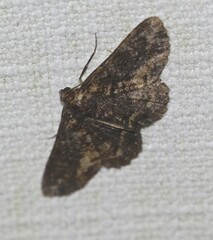 Paradromulia ambigua
