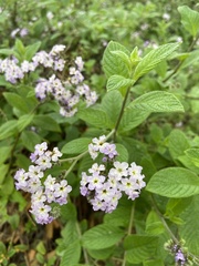 Heliotropium amplexicaule