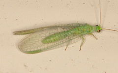 Mallada signatus