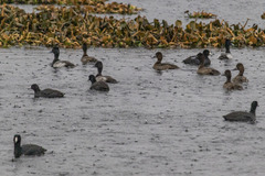 Aythya affinis