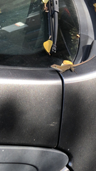 Anolis carolinensis