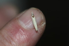 Culladia cuneiferellus