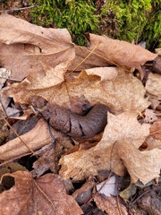 Didelphis virginiana