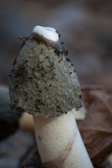 Phallus ravenelii