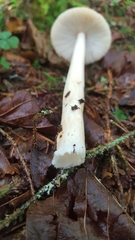 Amanita sinicoflava