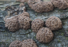 Hypoxylon pseudofuscum