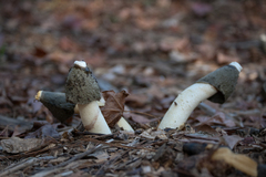 Phallus ravenelii