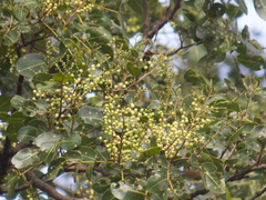 Copaifera