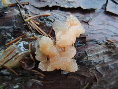 Dacrymyces capitatus