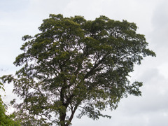 Copaifera