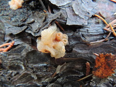 Dacrymyces capitatus