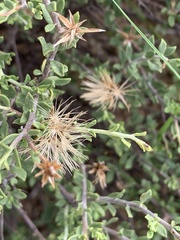 Pegolettia retrofracta