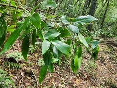 Tetrastigma hemsleyanum
