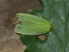 Bena bicolorana