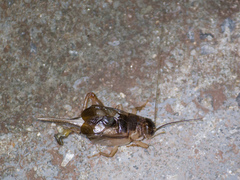 Orthoptera