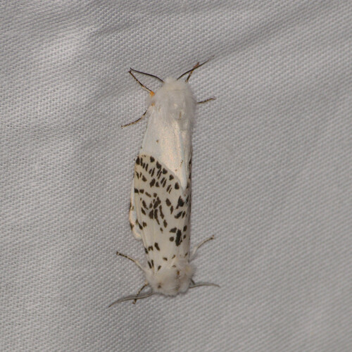 Fall Webworm Moth, photo 3 of 8