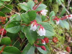 Gaultheria adenothrix