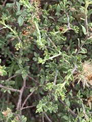 Pegolettia retrofracta