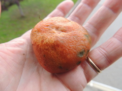 Lactarius rubrilacteus