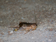 Orthoptera