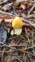 Amanita sinicoflava