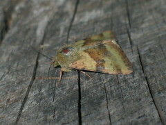 Heliothis adaucta