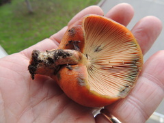 Lactarius rubrilacteus