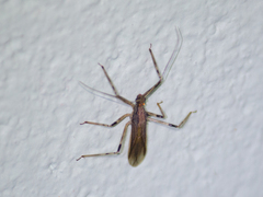Reduviidae